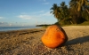 cook-islands-kokosnuss