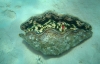 neuseeland-tauchen-giant-clam