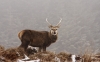 highands-deer-scotland